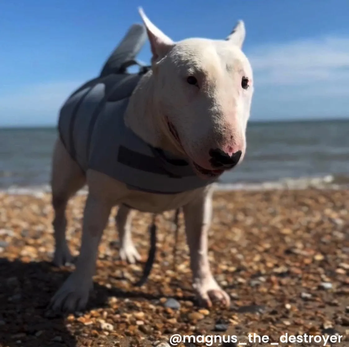 Dog Shark Life Jacket